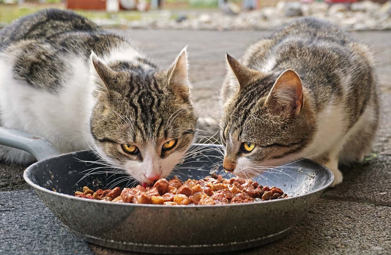שני חתולים אוכלים