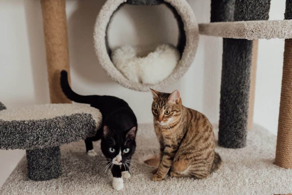שתי חתולים על שטיח בחדר הילד